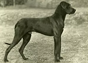 Images Dated 30th August 2018: FALL / GREAT DANE / 1949