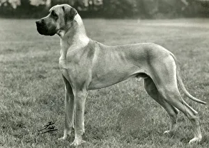 Images Dated 30th August 2018: FALL / GREAT DANE / 1961