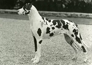 Images Dated 30th August 2018: FALL / GREAT DANE / 1962