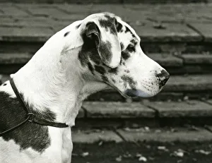 Images Dated 30th August 2018: FALL / GREAT DANE / 1970