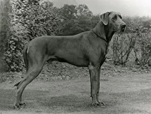 Images Dated 30th August 2018: FALL / GREAT DANE / 1972