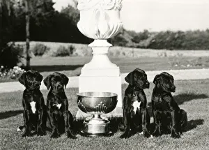 Images Dated 30th August 2018: FALL / GREAT DANE / 1973