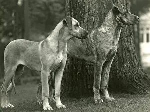 Unidentified Gallery: FALL / GREAT DANES / 1936