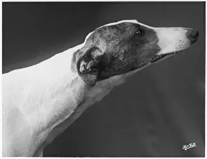 Springtime Prints: Fall - Greyhound - 1938