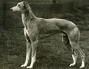 Unnamed Prints: FALL / GREYHOUND / 1939