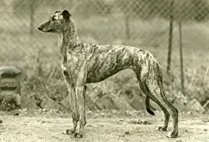FALL / GREYHOUND / 1947