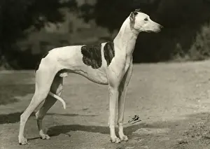 Banker Prints: FALL / GREYHOUND / 1949