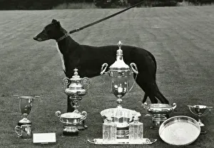Trophies Prints: FALL / GREYHOUND / 1968