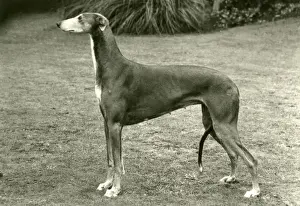 FALL / GREYHOUND / 1977