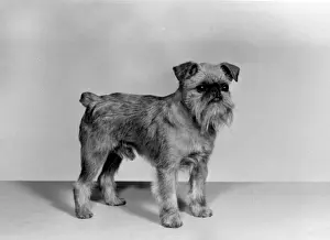 Griffon Prints: FALL / GRIFFON / 1962