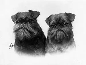 Griffon Prints: FALL / GRIFFON / 2 HEADS