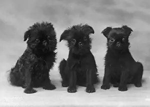 Griffon Prints: FALL / GRIFFON / 3 PUPS