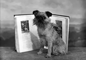 Griffon Prints: Fall / Griffon / With Book