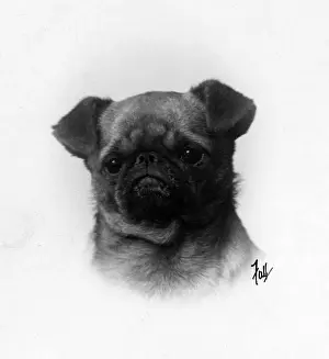 Griffon Prints: FALL / GRIFFON / HEAD STUDY