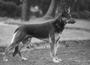 FALL / GSD / 1925