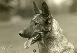 Alsatian Prints: FALL / GSD / 1927