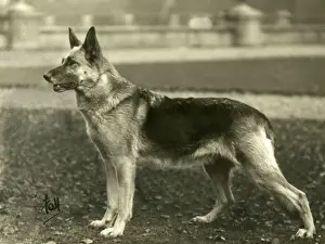 Alsatian Prints: FALL / GSD / 1933