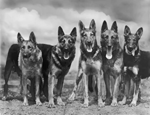 Alsatians Gallery: Fall - Gsd - 1935 - Group