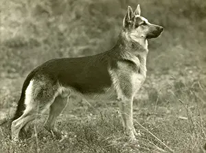 Alsatian Prints: FALL / GSD / 1954