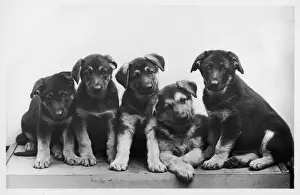 FALL / GSD / 1956 / PUPPIES
