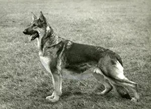 Alsatian Prints: FALL / GSD / 1966