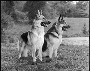 Alsatian Prints: FALL / GSD / 1969