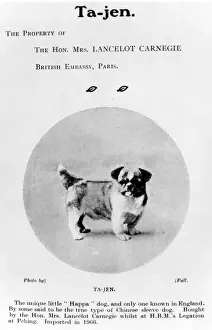 Means Prints: FALL / HA-PA DOG / C1909