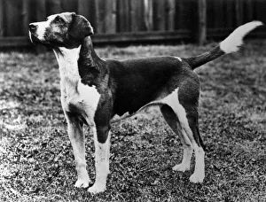 Unidentified Gallery: FALL / HARRIER / 1934
