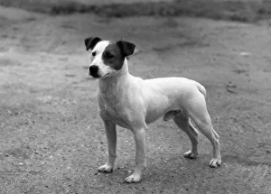 Unidentified Gallery: FALL / HUNT TERRIER / 1962