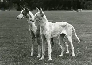 FALL / IBIZAN HOUNDS / 1974