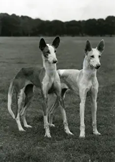 FALL / IBIZAN HOUNDS / 1974