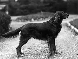 FALL / IRISH SETTER / 1929