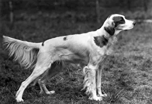 Cora Gallery: FALL / IRISH SETTER / 1946