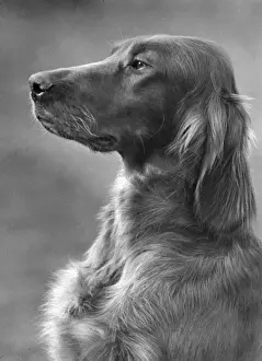 FALL / IRISH SETTER / 1948