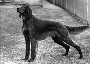 FALL / IRISH SETTER / 1952