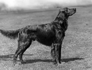Marksman Prints: Fall / Irish Setter Champion Marksman of Ide