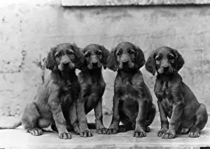 FALL / IRISH SETTER / PUPPY