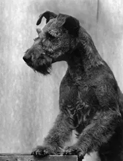 Laird Prints: FALL / IRISH TERRIER / 1938