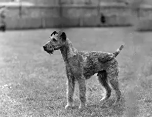 FALL / IRISH TERRIER / 1938