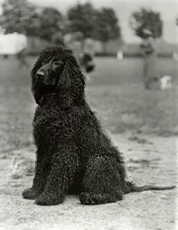 Trench Collection: Fall / Irish Water Spaniel