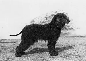 FALL / IRISH WATER SPANIEL
