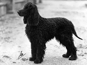 FALL / IRISH WATER SPANIEL
