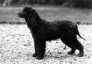 Fascination Prints: Fall / Irish Water Spaniel Champion Breifny Fascination