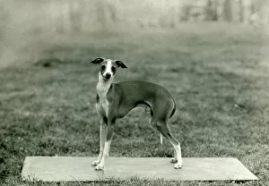 Ulisse Collection: FALL / ITALIAN GREYHOUND