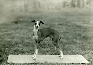Images Dated 30th August 2018: FALL / ITALIAN GREYHOUND