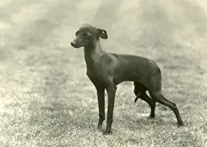 FALL / ITALIAN GREYHOUND