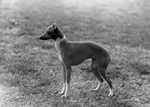 FALL / ITALIAN GREYHOUND