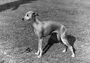 FALL / ITALIAN GREYHOUND