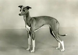 FALL / ITALIAN GREYHOUND
