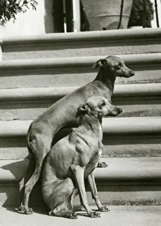 FALL / ITALIAN GREYHOUND